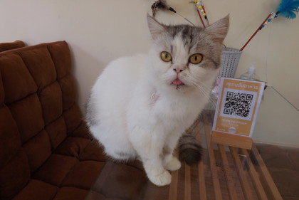 店内の猫